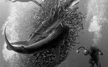 scuba-diving-sardine-run-teaser.jpg.webp