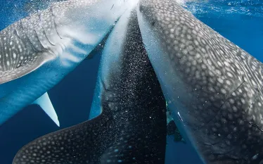 scuba-diving-whale-sharks-.jpg.webp