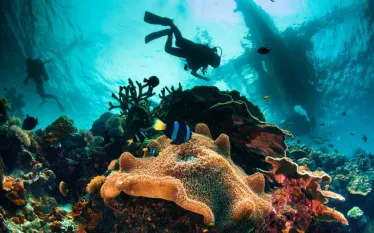 scuba-diving.jpg.webp