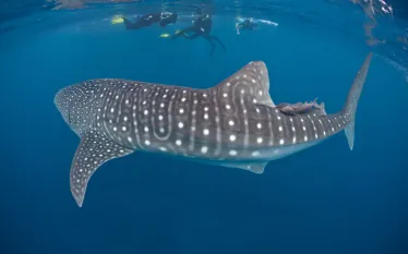 scuba-dominicanrepublic_shutterstock_.jpg.webp