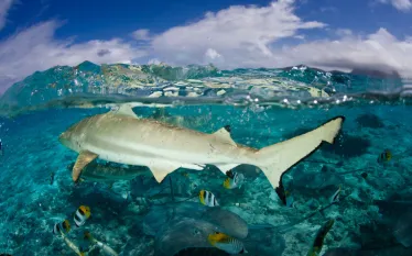 scuba-frenchpolynesia_shutterstock_.jpg.webp