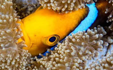 scuba-guam_shutterstock_.jpg.webp