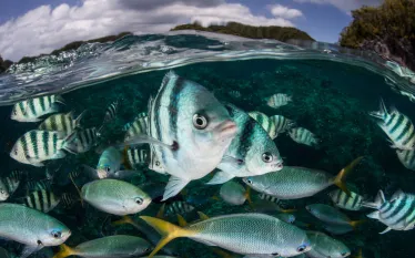 scuba-micronesia_shutterstock_.jpg.webp