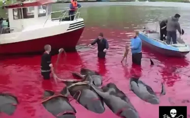 scuba-pilot-whale-slaughter-sea-shepherd.jpg.webp