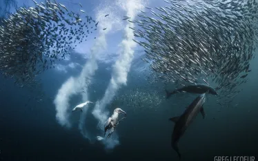 scuba-underwater-photo-contest-sardine-run-south-africa_.jpg.webp