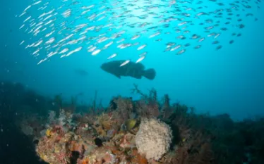 scuba_adv_naples_grouper.jpg.webp