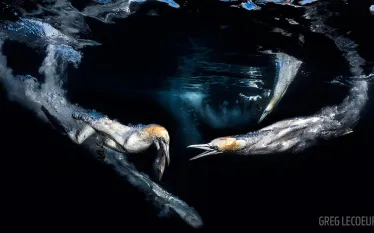 scuba_diving_photo_contest__grand_prize_winner_scd_pc_.jpg.webp