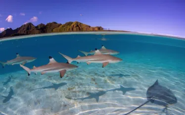 scuba_instagram.png.webp
