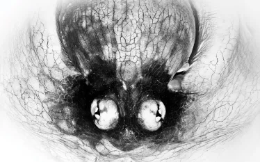 scuba_photo_contest__honorable_mention_octopus_michael_gallagher_teaser_scd_pc_.jpg.webp