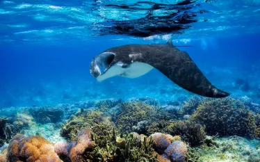 scubadiving-underwater-indonesia-manta-coral_.jpg.webp