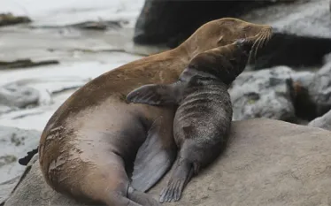 sea-lion-and-pup_noaa.jpg.webp