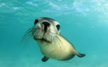 sea-lion-whiskers-shutterstock-rich-carey.jpg.webp