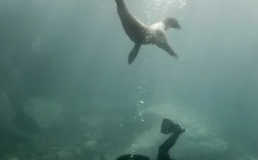 sea-lion.jpg.webp