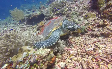 sea-turtle-diet.png.webp