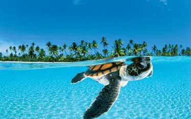 sea-turtle-oa.jpg.webp
