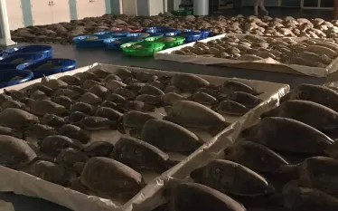sea-turtles-inside-courtesy-sea-turtle-inc.jpg.webp