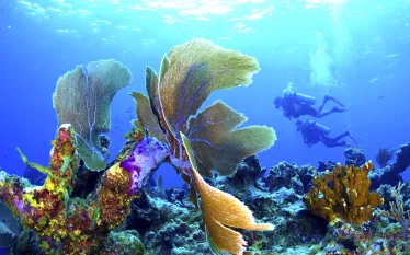 sea_fan_divers_rgb.jpg.webp