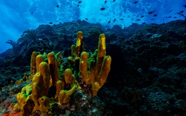 sea_saba_web_x_image.png.webp