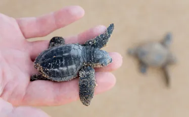 sea_turtle_baby_hatchling.jpg.webp