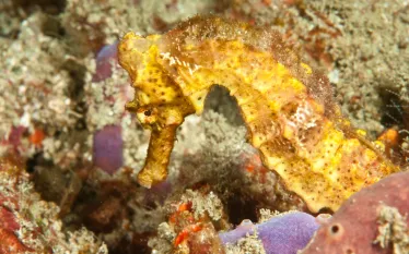 seahorse-macro.jpg.webp