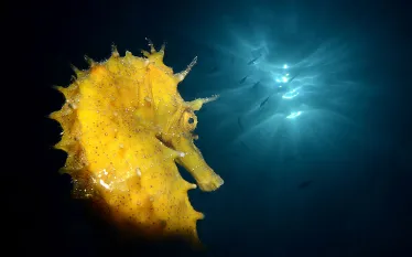 seahorse_photographer_spotlight_adriano_morettin__teaser.jpg.webp