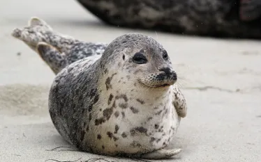 seal-pup-guidelines.jpg.webp
