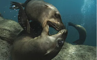 sealions.jpg.webp