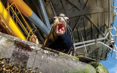 sealionthumb.jpg.webp