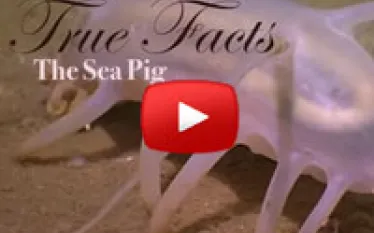 seapigtruefactsthumb.jpg.webp