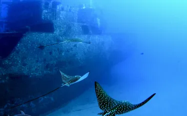 seatiger_wreck_honolulu.jpg.webp