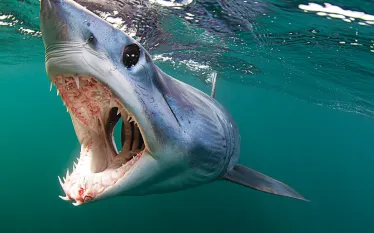 seawatch_mako_shark.jpg.webp