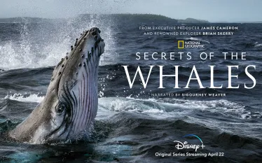 secrets-of-whales-teaser-courtesy-national-geographic-disney.jpg.webp