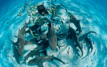 shallow-dives_sharks_.gif.webp