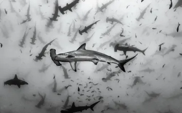shark-conservation-.jpg.webp