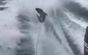 shark-dragging-video.jpg.webp