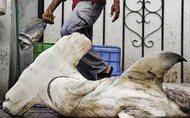 shark-fin-trade-oman.jpg.webp