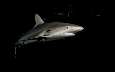shark_michaelgeyer_photography_shutterstock_.jpg.webp