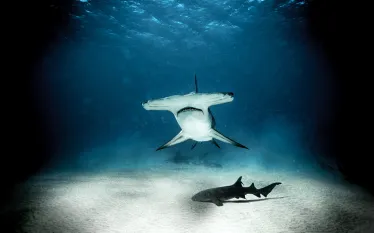 shark_photographer_michael_muller_hammerhead_bimini_teaser.jpg.webp