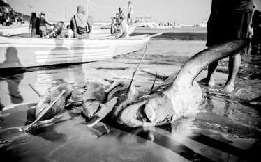 shark_savers.jpg.webp