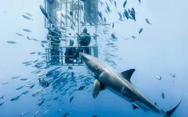 sharks-cage-divng-great-white.jpg.webp