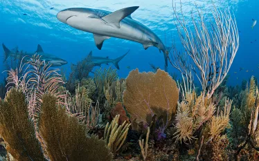 sharks-gardens-of-the-queen-brandon-cole.jpg.webp