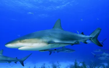 sharks_scuba.jpg.webp
