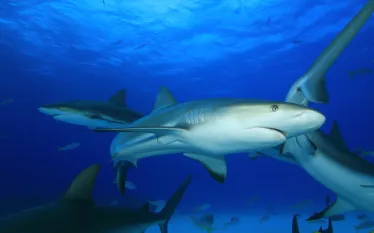 sharks_sport.jpg.webp