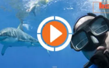 sharkselfiethumbnew.jpg.webp
