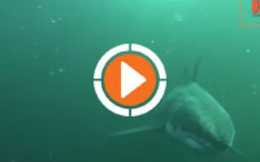 sharkstalkerthumb_.jpg.webp