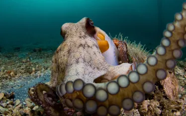 shen_collazo_octopus_crop_for_template.jpg.webp