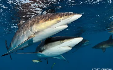 silky_sharks_cuba_aggressor_.jpg.webp