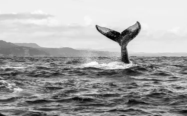 silver-bank-humpback.jpg.webp