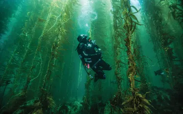 simke-santa-barbara-kelp-forest-michael-langhans.png.webp