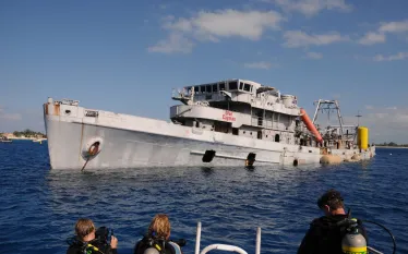 sinkingkittiwake.jpg.webp